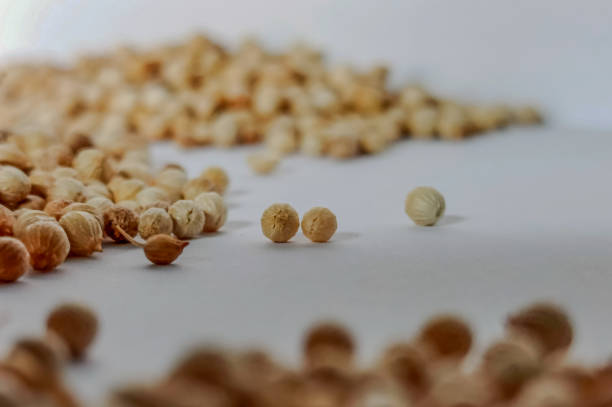 تصویر 3 از خرید و فروش تخم گشنیز تازه با شرایط فوق العاده